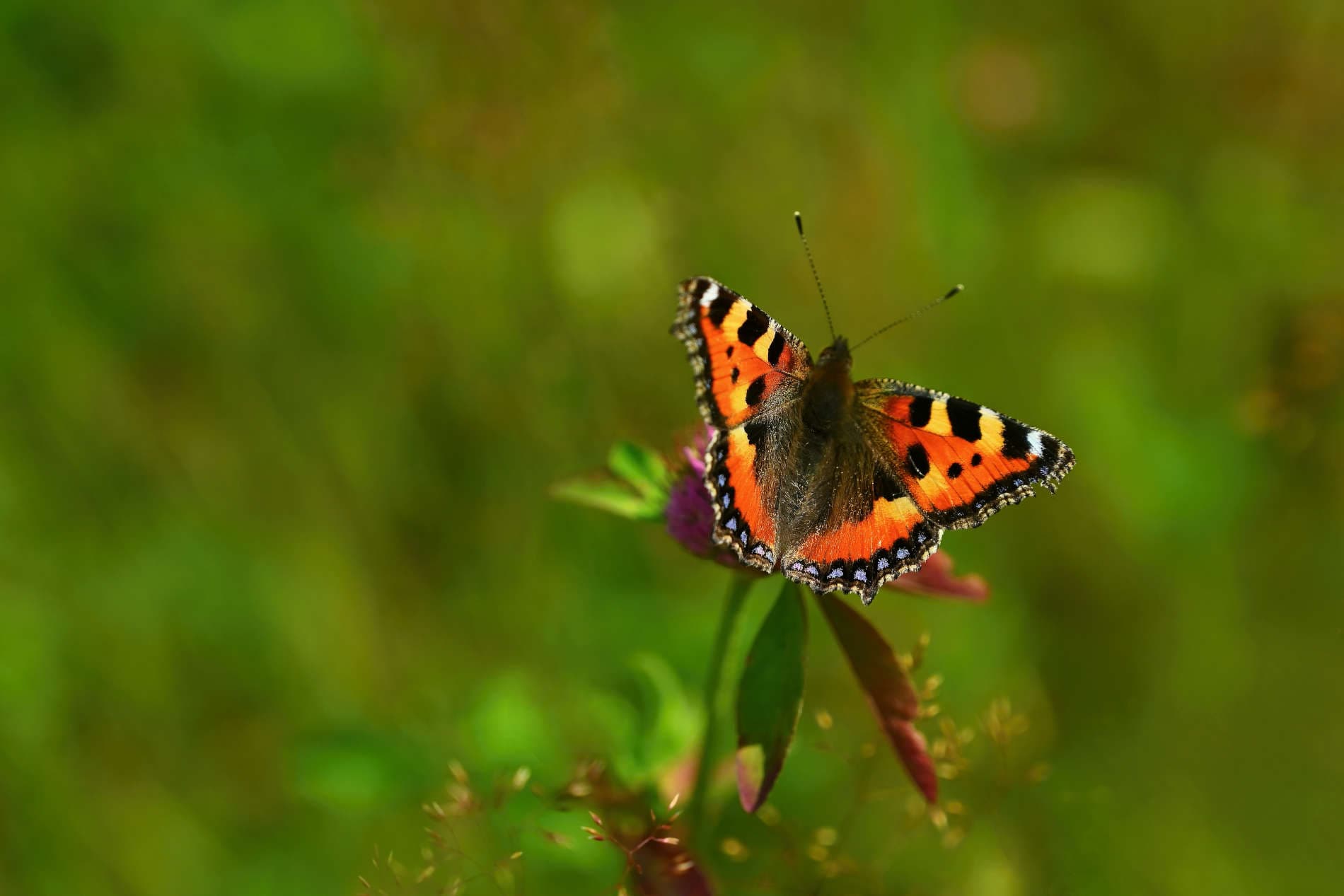 Ecobos header